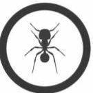 ant