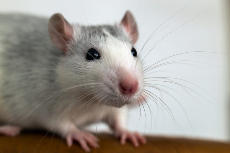 Closeup of funny white domestic rat with long whiskers