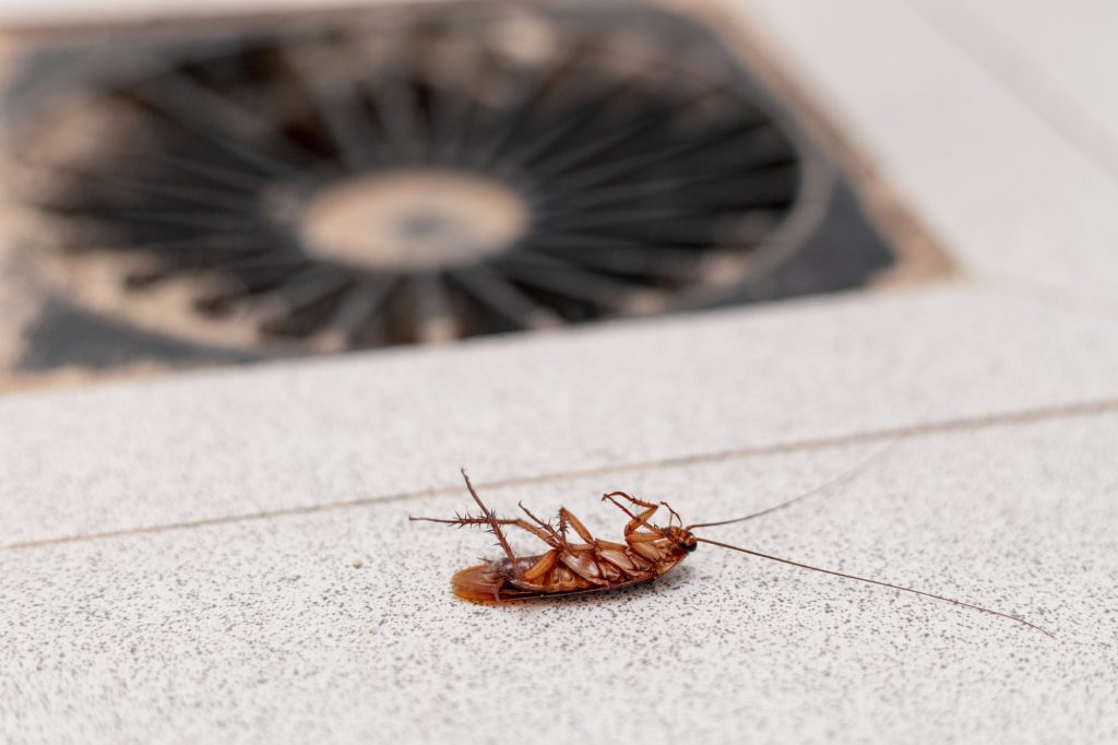 Striking close-up image of a dead cockroach lying on a textured urban surface