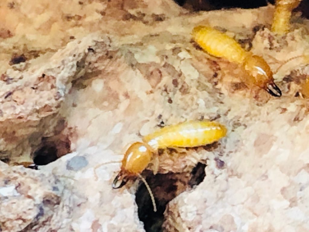 Learn how to spot termite infestation signs before it spreads. Discover key signs & effective termite treatment options to protect your home.