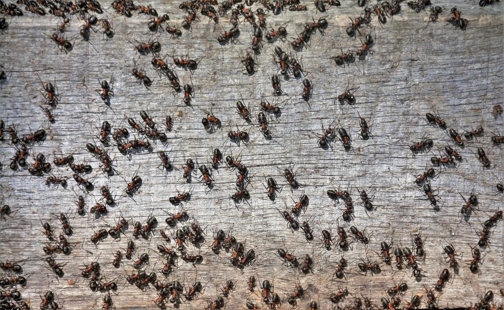 swarm of ants