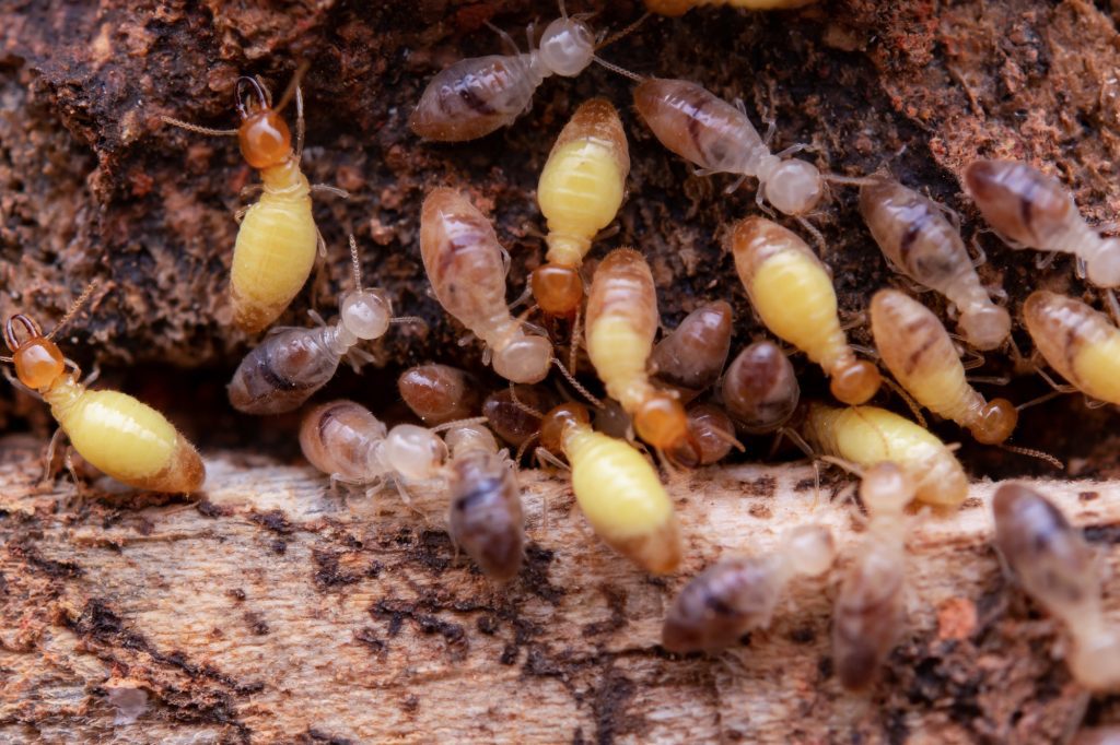 Termites eat wooden planks. Damage of a wooden house from termites