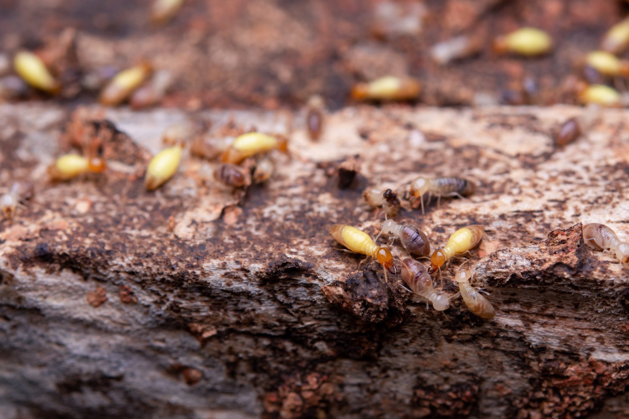 Termites eat wooden planks. Damage of a wooden house from termites