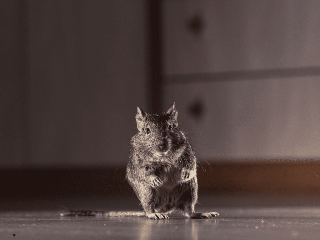 Archer Termite & Pest Control -