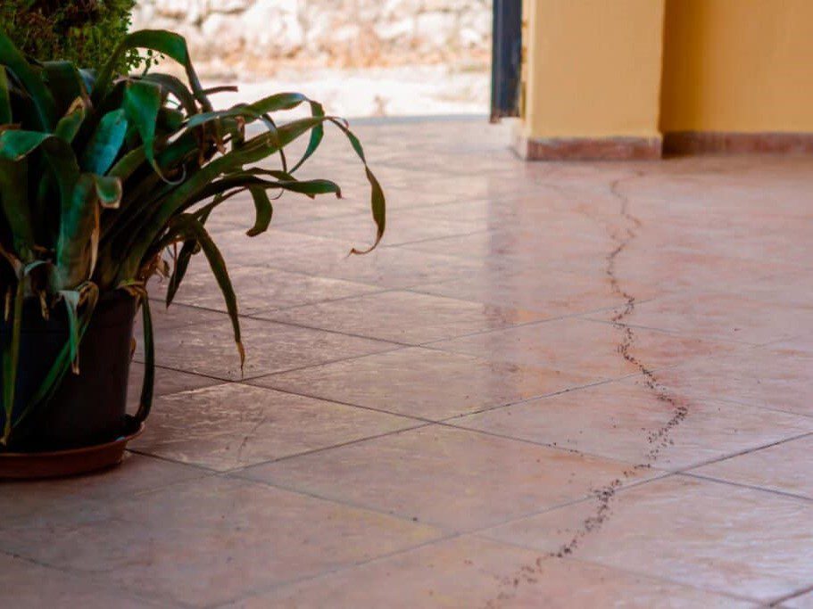 pest problems san marcos