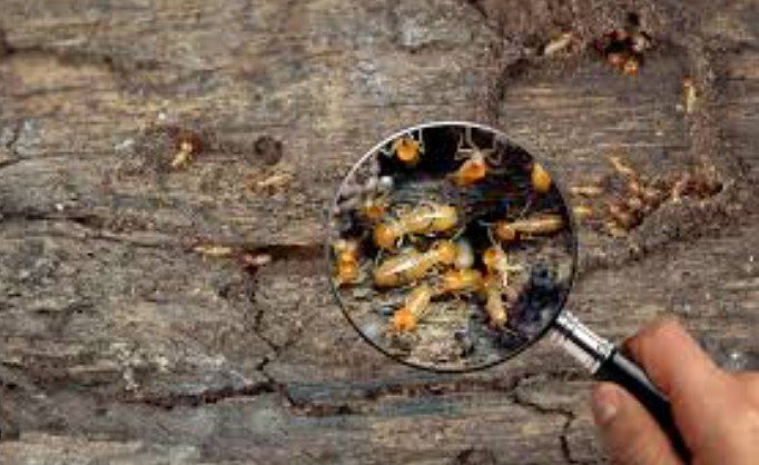 termite infestations escondido