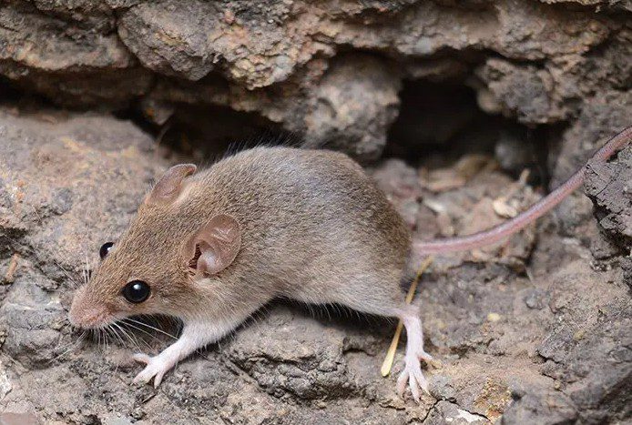 what attracts rodents Rancho Pensquitos